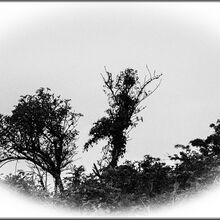 Billbond Ballerina tree T