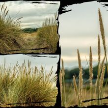 Carol Grasses St.H