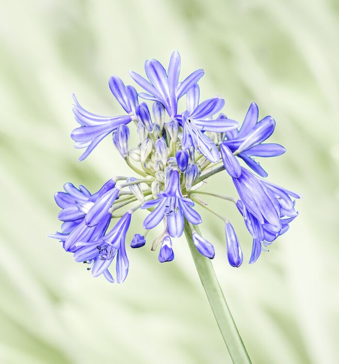 Carol Walker Agapanthus M2 Print