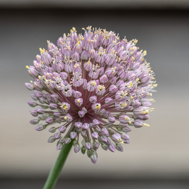 Carol Walker Allium