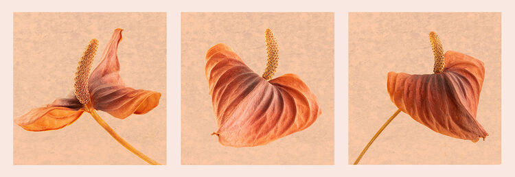 Carol Walker Anthirrium Trinity SL M5 IWPS