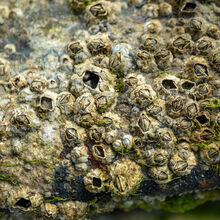 Carol Walker Barnacles Rockpool Safari