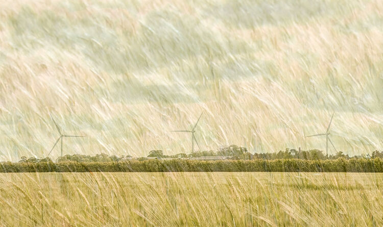 Carol Walker Blowing in the Wind M1 C IWPS