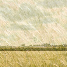 Carol Walker Blowing in the Wind M1 C IWPS