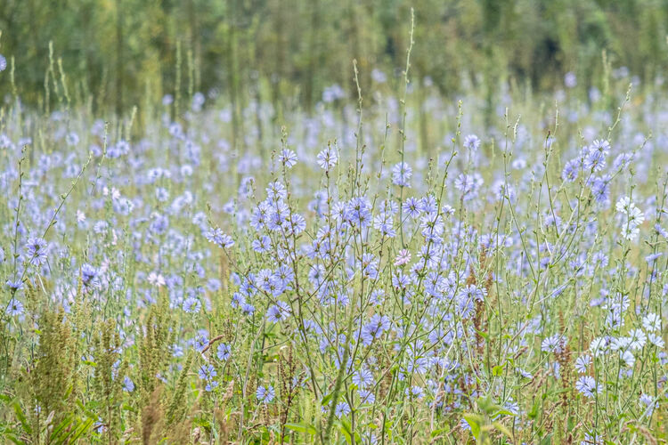 Carol Walker Chicory