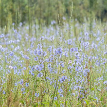 Carol Walker Chicory