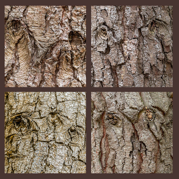 Carol Walker Faces in the Forest