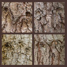 Carol Walker Faces in the Forest