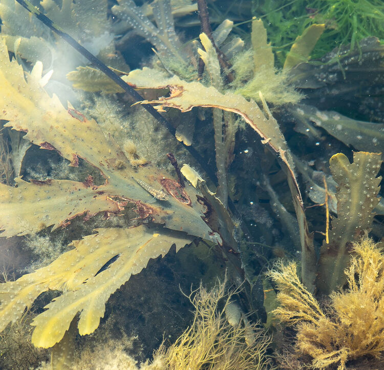 Carol Walker Gobi  Rockpool Safari