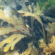 Carol Walker Gobi  Rockpool Safari