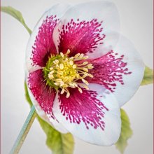 Carol Walker Hellebore SL