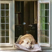 Carol Walker It's a Dog's Life M5 O IWPS