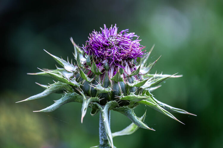 Carol Walker Milk Thistle