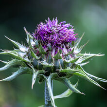 Carol Walker Milk Thistle