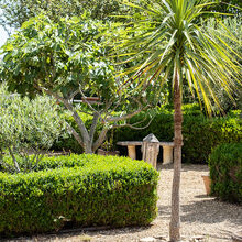 Carol Walker Palm and ShadowBrading Roman Villa