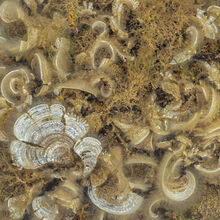 Carol Walker Peacock's Tail seaweed Rockpool Safari