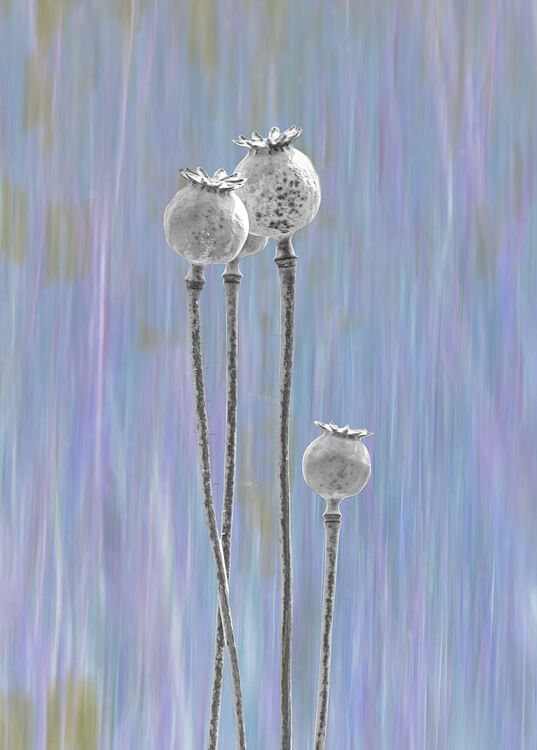 Carol Walker Poppy Seedheads