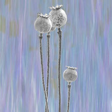 Carol Walker Poppy Seedheads