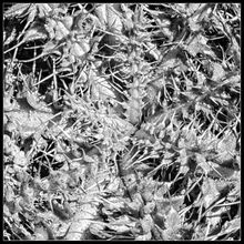 Carol Walker Prickly Pattern P