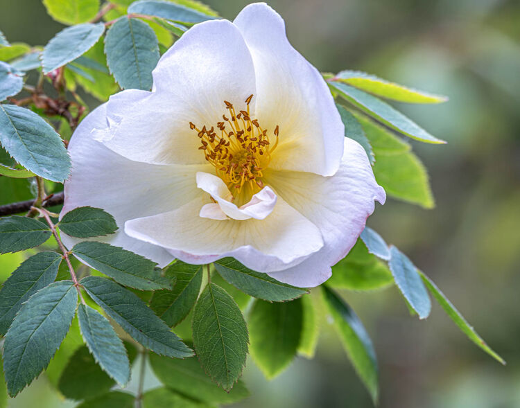 Carol Walker Scotch Rose