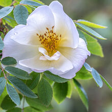 Carol Walker Scotch Rose
