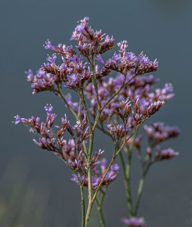 Carol Walker Sea Lavender Newtown