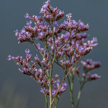 Carol Walker Sea Lavender Newtown