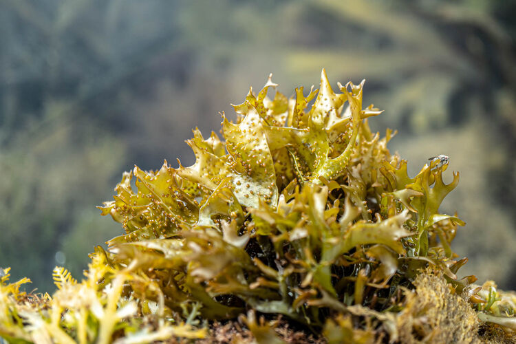 Carol Walker Seaweed Rockpool Safari