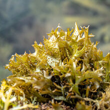 Carol Walker Seaweed Rockpool Safari