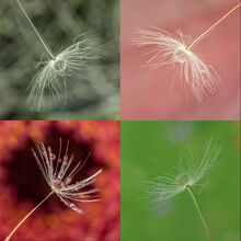 Carol Walker Seed heads C