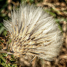 Carol Walker Thistle Fan P
