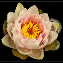 Carol Walker Water Lily M6