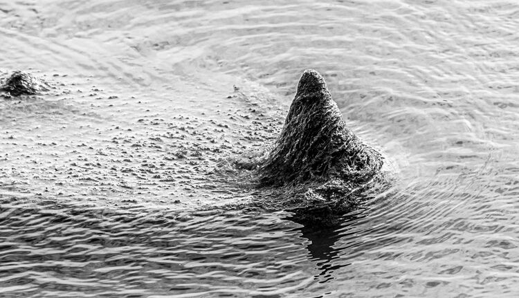 Carol Walker When you thought it was safe to get back in the water Newtown