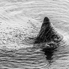 Carol Walker When you thought it was safe to get back in the water Newtown