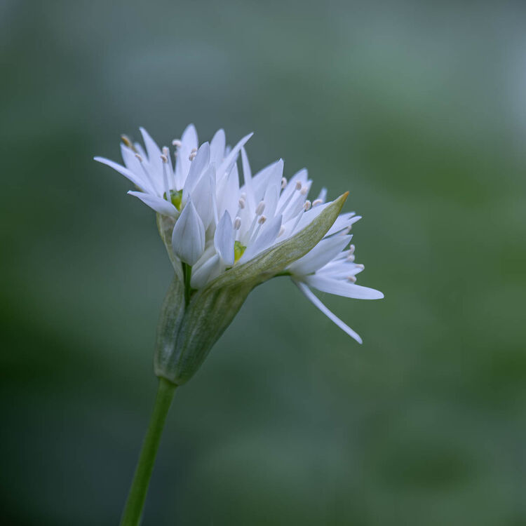 Carol Walker Wild Garlic N IWPS