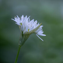 Carol Walker Wild Garlic N IWPS