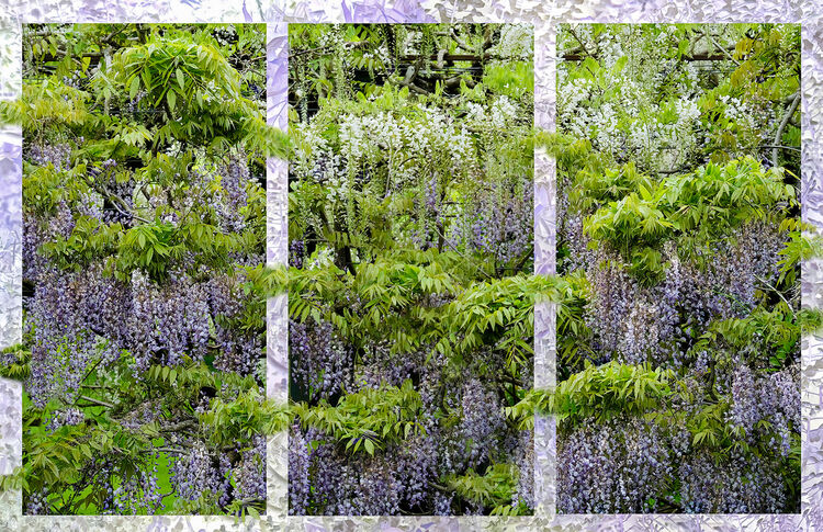 Carol Walker Wisteria Trellis M1 NW IWPS