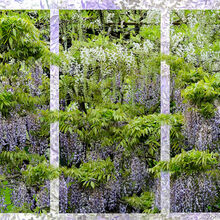 Carol Walker Wisteria Trellis M1 NW IWPS