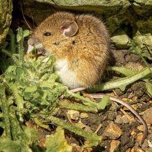 Carol Walker Wood Mouse NW