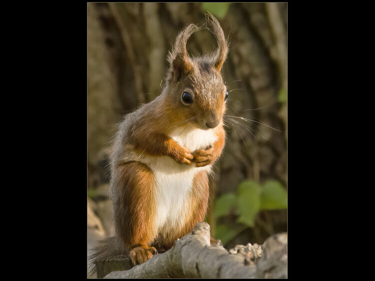 Christian Beasley Cute Squirrel N IWPS