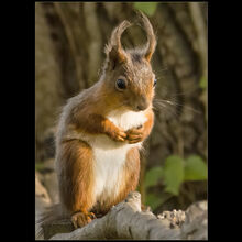 Christian Beasley Cute Squirrel N IWPS