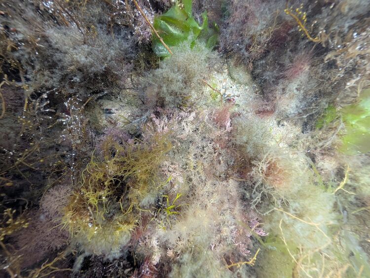 Christian Beasley Rockpool Safari 3