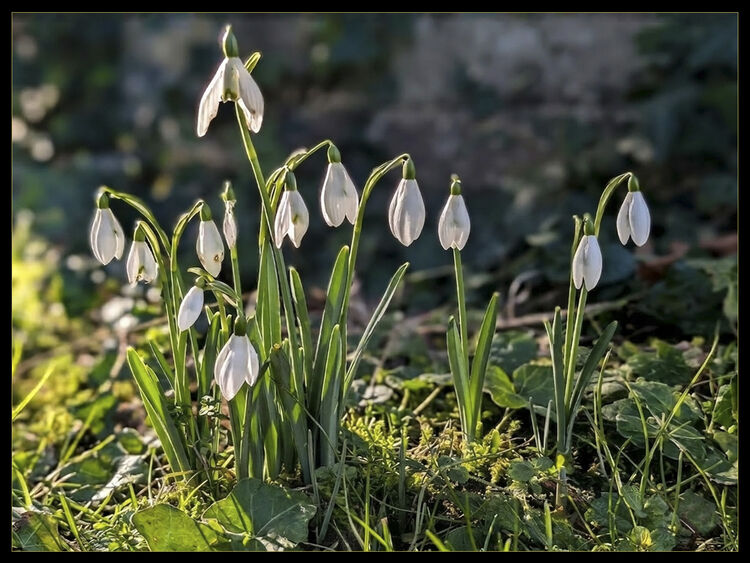 Christian Beasley Snowdrops at Newchurch M6 N IWPS