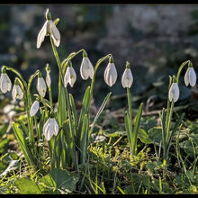 Christian Beasley Snowdrops at Newchurch M6 N IWPS