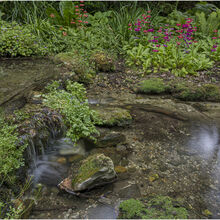 Chuck Eccleston ARPS 2026 Northcourt Shorwell Buddle Brook 1