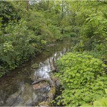 Chuck Eccleston ARPS 2026 Northcourt Shorwell Buddle Brook 2