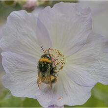 Chuck Eccleston ARPS 2026 Northcourt Shorwell Buff Tail Bumble Bee
