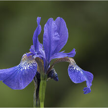 Chuck Eccleston ARPS 2026 Northcourt Shorwell Iris
