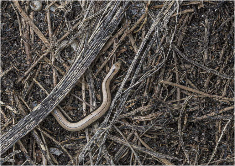 Chuck Eccleston ARPS 2026 Northcourt Shorwell Juvenille Slow Worm