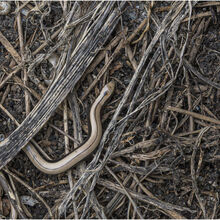 Chuck Eccleston ARPS 2026 Northcourt Shorwell Juvenille Slow Worm